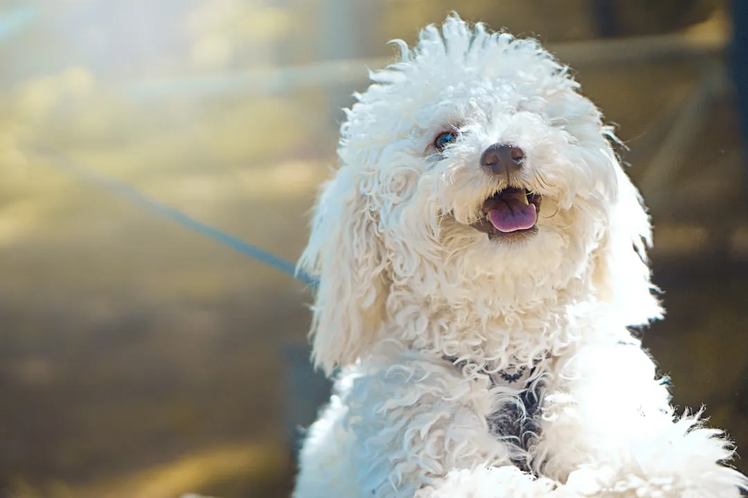 Perro feliz paseando al aire libre
